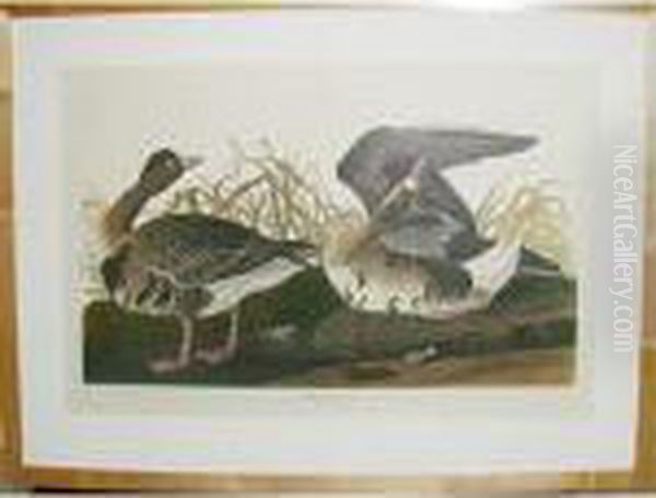 White-fronted Goose - view 1