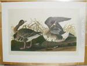 White-fronted Goose by John James Audubon