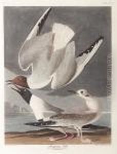 "bonapartian Gull, No. 65, Plate 324", Havell Edition, Hand-colored Engraving