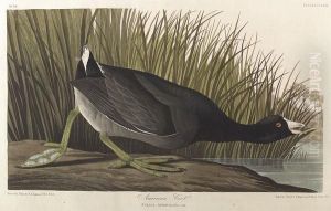 "american Coot, No. 48, Plate 239", Havell Edition, Hand-colored Engraving "american Coot, No. 48, Plate 239", Havell Edition, Hand-colored Engraving