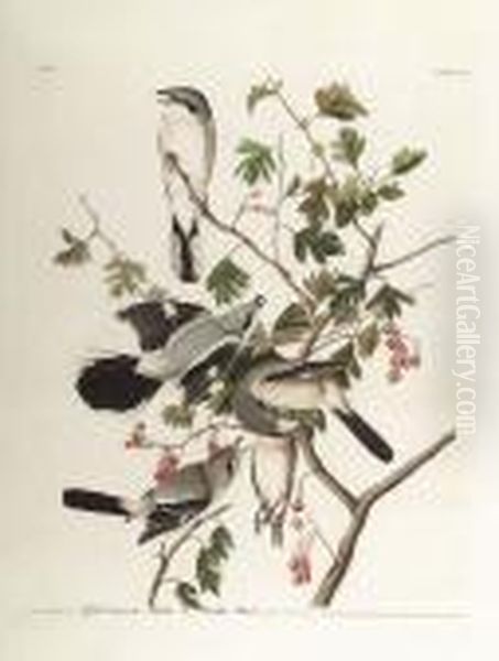 "great Cinereous Shrike Or
Butcher Bird, No. 39 Plate, 192", Havell Edition, Hand-colored Engraving - view 1