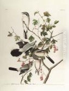 "great Cinereous Shrike Or 
Butcher Bird, No. 39 Plate, 192", Havell Edition, Hand-colored Engraving by John James Audubon