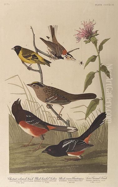 Chestnut Colored Finch, Black
Headed Siskin, Black Crowned Bunting, Arctic Ground Finch, No. 79, Plate
394 - view 1
