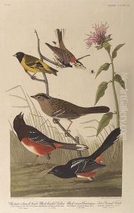 Chestnut Colored Finch, Black 
Headed Siskin, Black Crowned Bunting, Arctic Ground Finch, No. 79, Plate
 394
