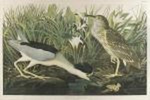 Night Heron Or Quabird, No. 9-1, Plate 363