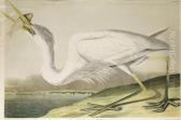 Great White Heron, No. 6-1, Plate 368 - view 1