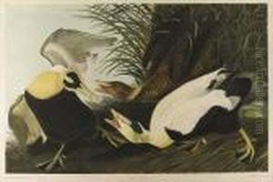 Eider Duck, No. 6-2, Plate 405 Eider Duck, No. 6-2, Plate 405