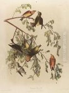 Common Crossbill, No. 11-4, Plate 200 by John James Audubon