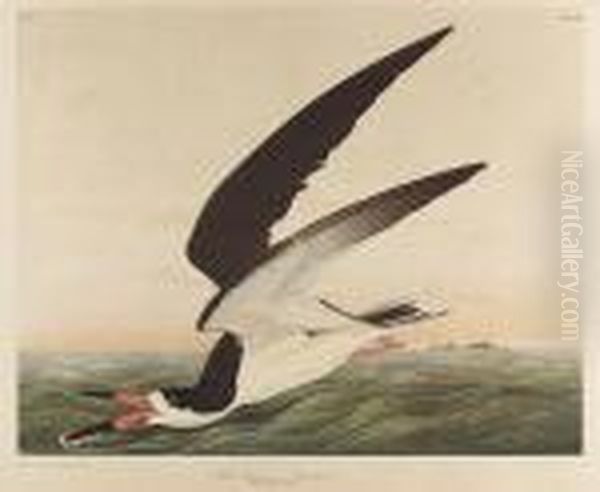 Black Skimmer Or Shearwater, No. 10-3, Plate 428 - view 1