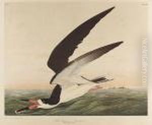 Black Skimmer Or Shearwater, No. 10-3, Plate 428