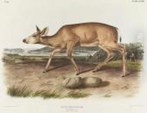 Black-tailed Deer, No. 16, Plate 78 by John James Audubon