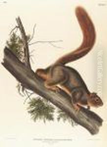 Red-tailed Squirrel, No. 11, Plate 55