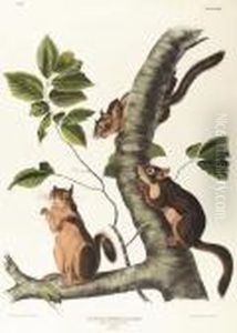 Douglass Squirrel, No. 10, Plate 48 Douglass Squirrel, No. 10, Plate 48