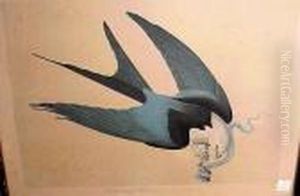 Swallow-tailed Hawk by John James Audubon