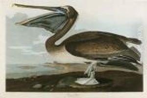 Untitled by John James Audubon