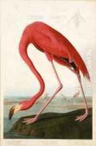 Untitled by John James Audubon