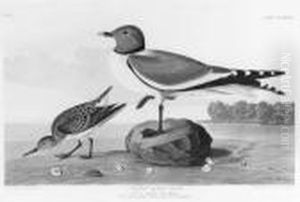 Untitled by John James Audubon