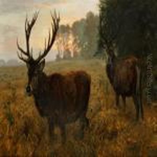 Stags In A Barley Fieldearly In The Morning - view 1