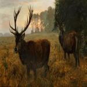 Stags In A Barley Fieldearly In The Morning Stags In A Barley Fieldearly In The Morning