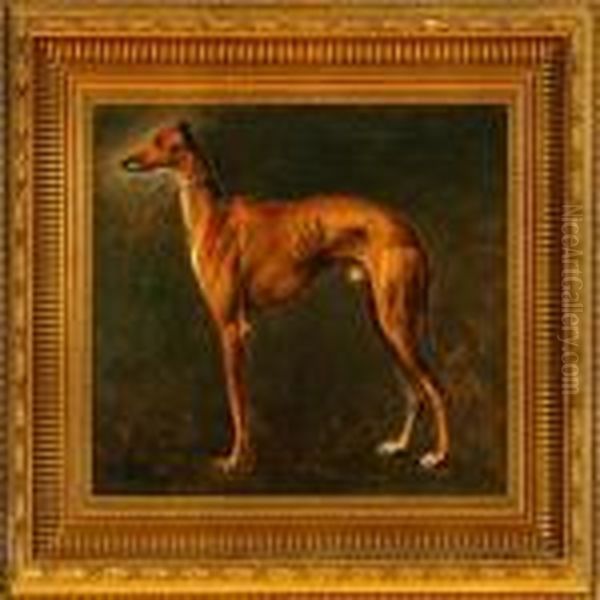 A Greyhound - view 1