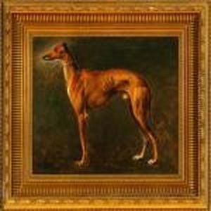 A Greyhound