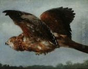 A Buzzard In Flight