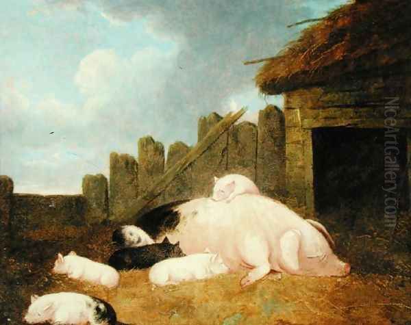 Sow with Piglets in the Sty - view 1