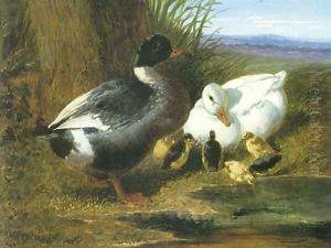 A Drake Duck Ducklings