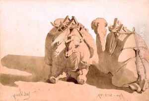 Study of camels Study of camels