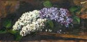 Crengide Liliac
