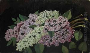 Crengi De Liliac