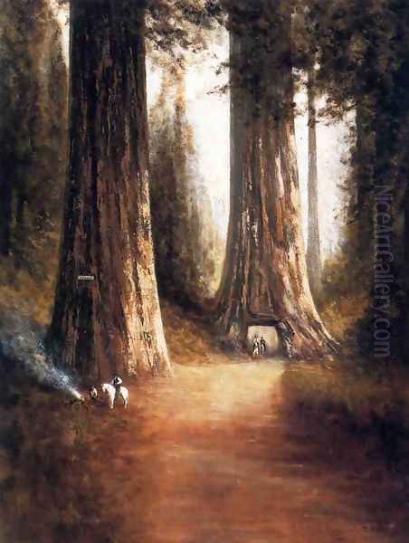 Sequoia Gigantea - view 1