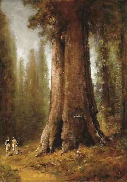 California Redwood Trees - view 1