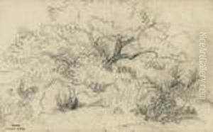 Etudes De Paysages Etudes De Paysages
