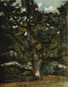 Vue De La Foret De Fontainebleau