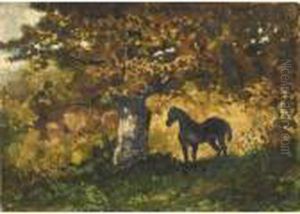 Cheval Dans Un Sous Bois Cheval Dans Un Sous Bois