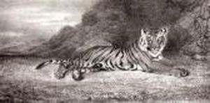 Etude De Tigre by Antoine-louis Barye