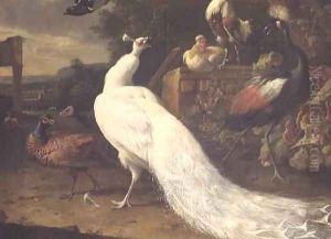 The White Peacock