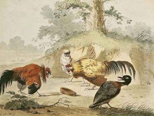 Cocks Fighting