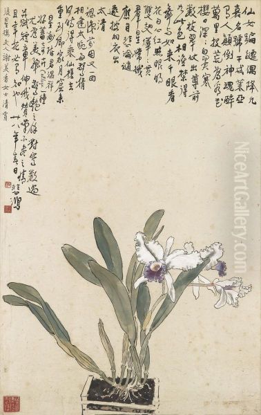 Cattleya - view 1