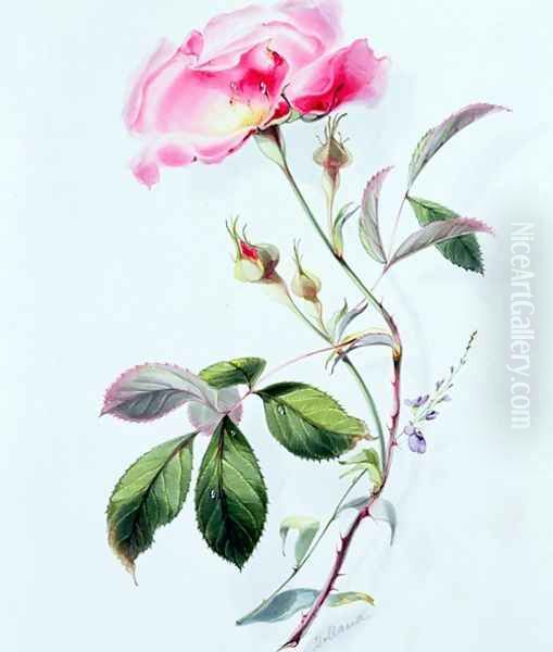 A Rose - view 1