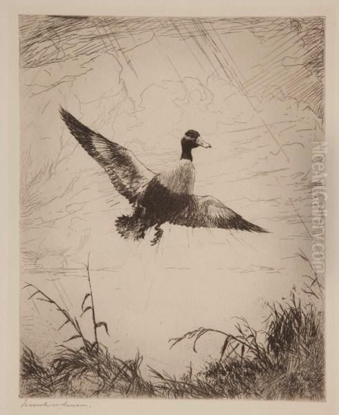 Shoveler Drake - view 1