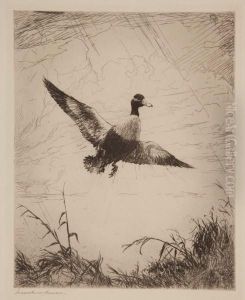 Shoveler Drake by Frank Weston Benson