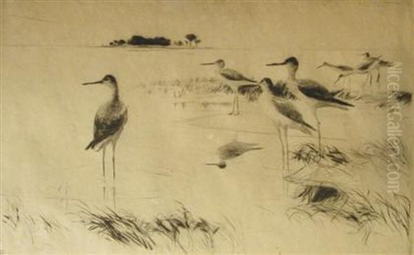 Winter Yellowlegs - view 1