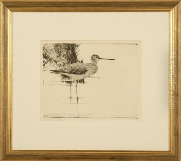 A Lone Yellowlegs - view 1