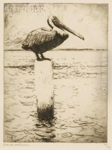 Brown Pelican Brown Pelican