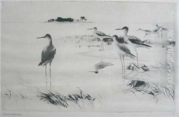 Winter Yellowlegs - view 1