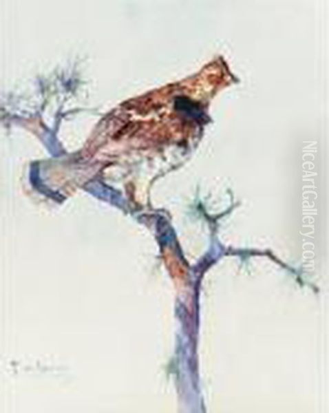 Grouse On A Pine Bough - view 1