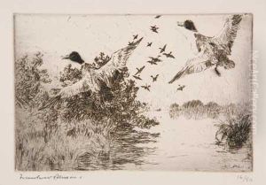 Frightened Ducks