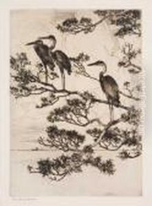 Herons In A Pine Tree